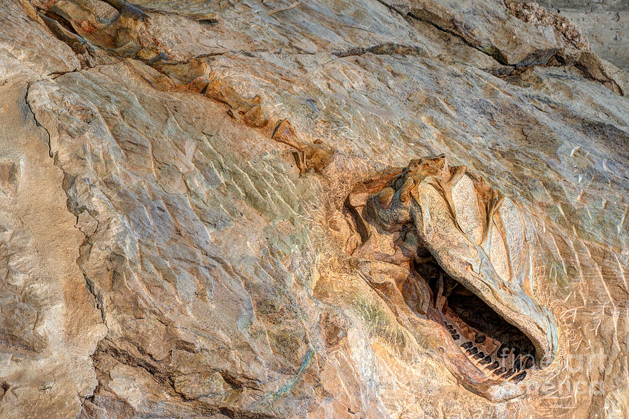 Camarasaurus Skeleton in the Morrison Formation at Dinosaur National Monument Photograph by Gary Whitton