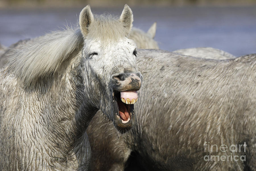 Camargue Horse Mouth Open Photograph by M Watson