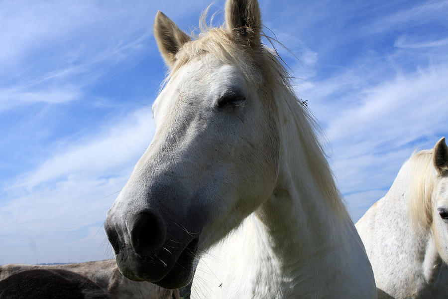 Camargue Horse Portrait Photograph by Aidan Moran