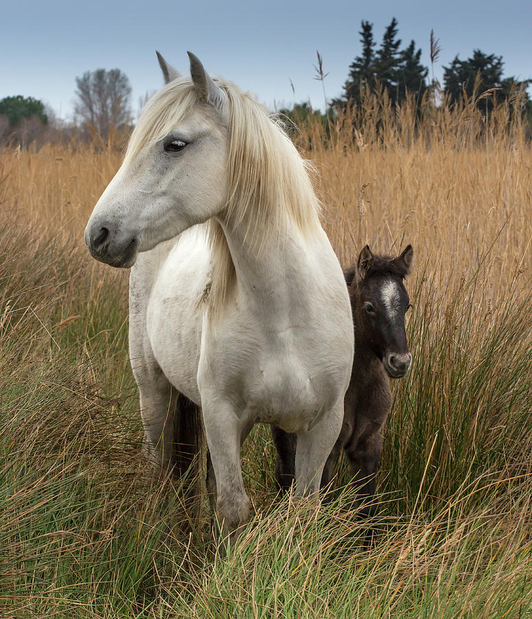 Camargue Horse With Foal, France Photograph by Images From Barbanna