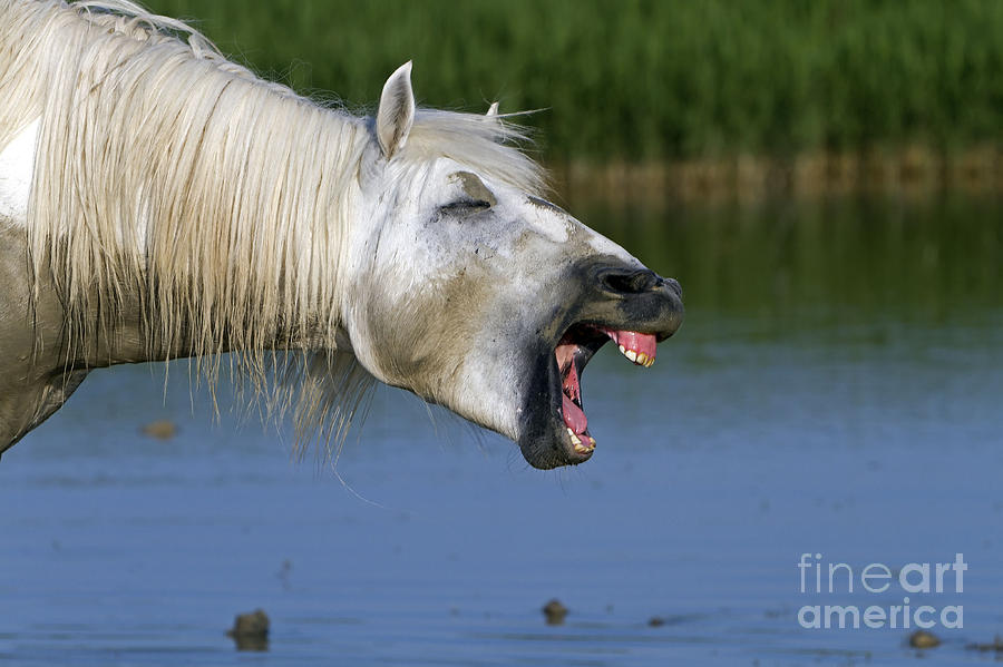 Horse Photograph - Camargue Horse With Mouth Open by M Watson