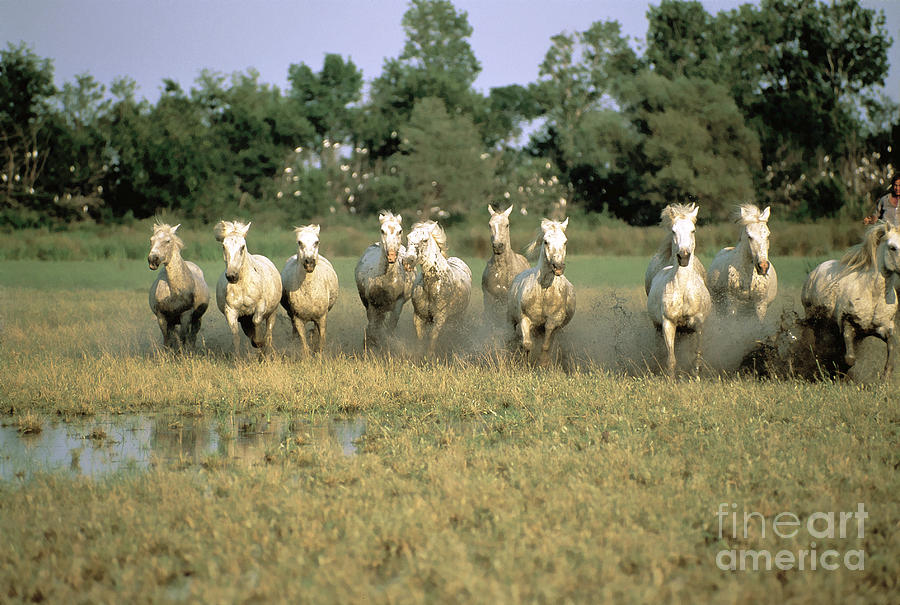 Camargue Horses Photograph by Adam Sylvester