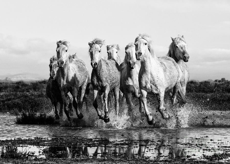 Horse Photograph - Camargue Horses At The Gallop BW by Lisa Cockrell