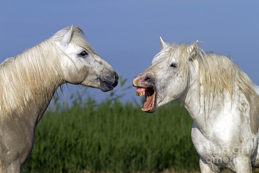 Horse Photograph - Camargue Horses Fighting by M Watson