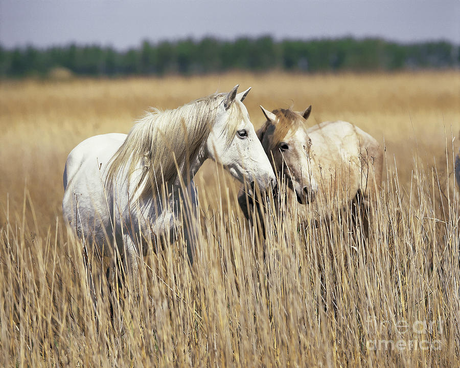 Camargue Horses Photograph by Robert Maier