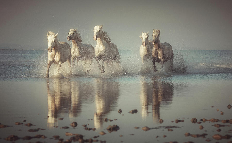 Camargue Photograph - Camargue Horses by Rostovskiy Anton