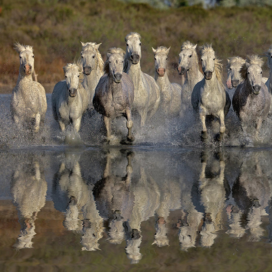 Camargue Horses Running Thru Marsh Photograph by Adam Jones