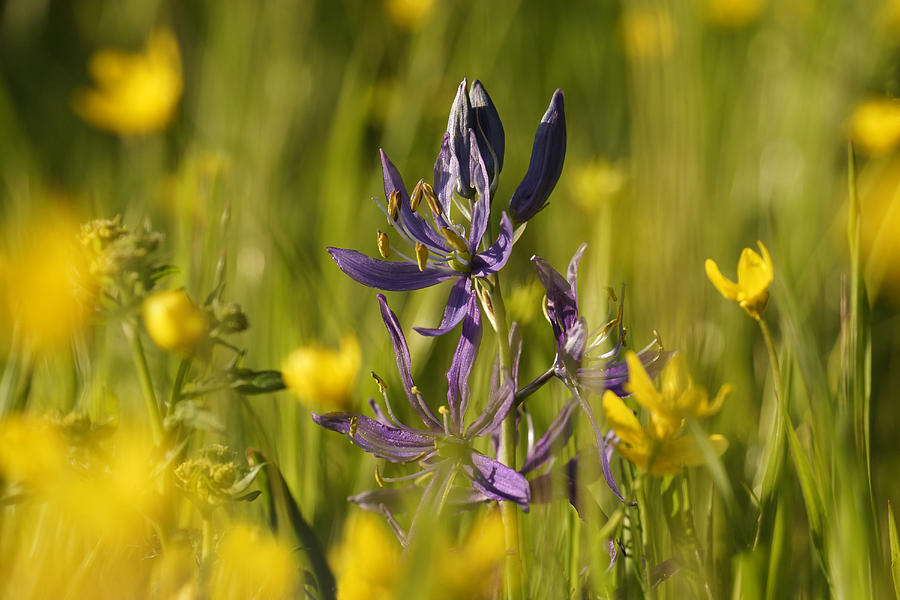 Camas and wild flowers Photograph by Inge Riis McDonald