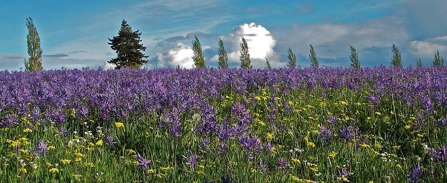 Camas Photograph by Laurie Stewart