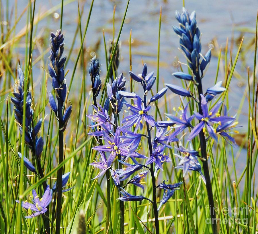 Camas Photograph by Michele Penner