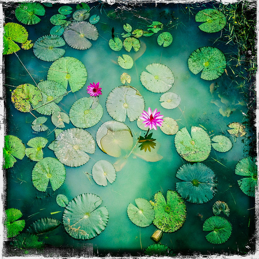 Cambodia Lily Pond Photograph by Randy Green