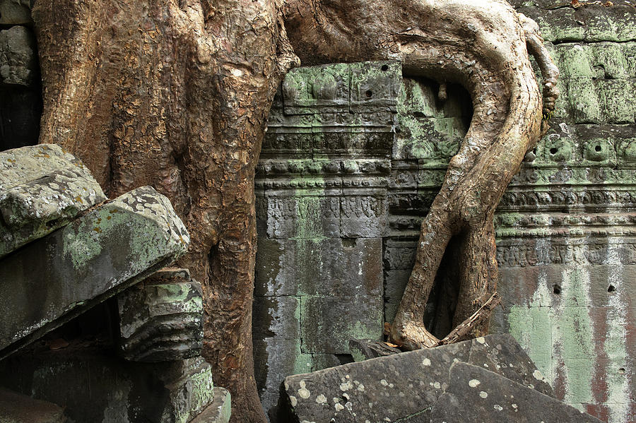 Tree Photograph - Cambodia, Siem Reap, Angkor, Ta Prohm by Tips Images