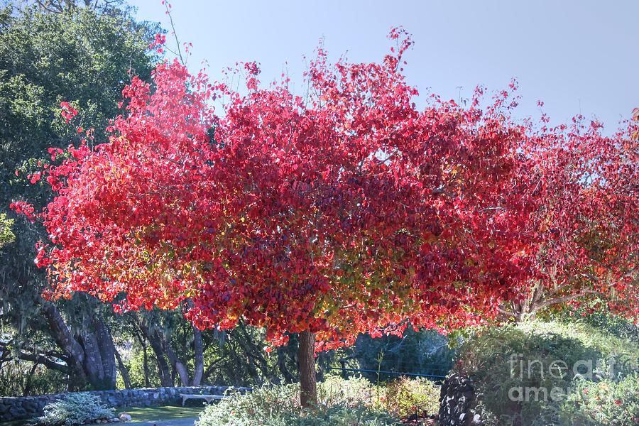 Cambria Red Tree Photograph by Tap On Photo