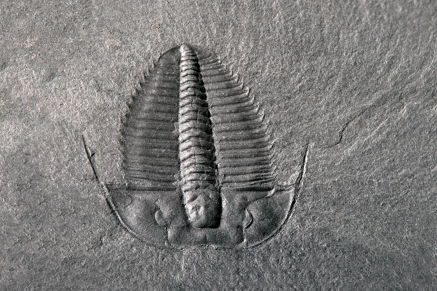 Trilobite Photograph - Cambrian Trilobite by Sinclair Stammers