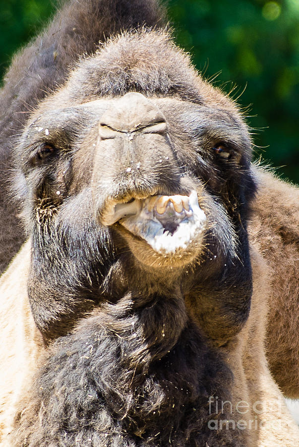 Camel Photograph - Camel 5.2686 by Stephen Parker