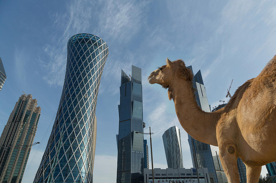 Camel and skyscrapers of downtown Doha, Qatar Photograph by Cultura RM Exclusive/Lost Horizon Images