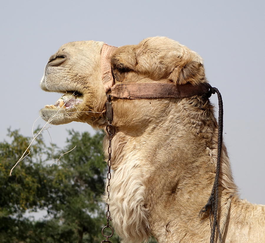 Camel calling Photograph by Rita Adams