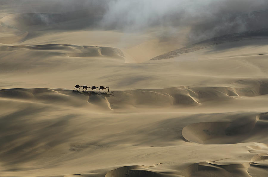 Camel Caravan In A Desert Photograph by Buena Vista Images