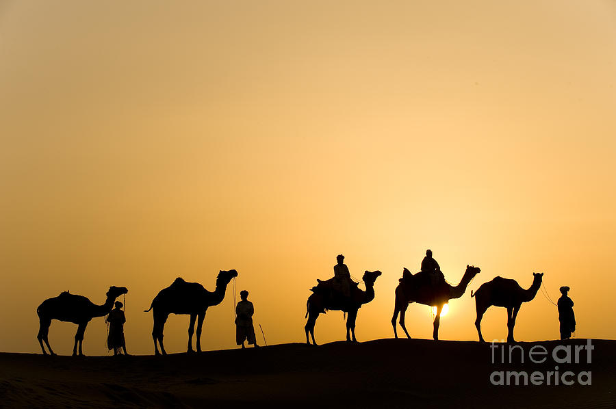 Camel Caravan, India Photograph by John Shaw