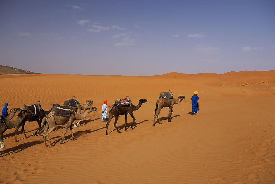Camel caravan Photograph by Ivan Slosar
