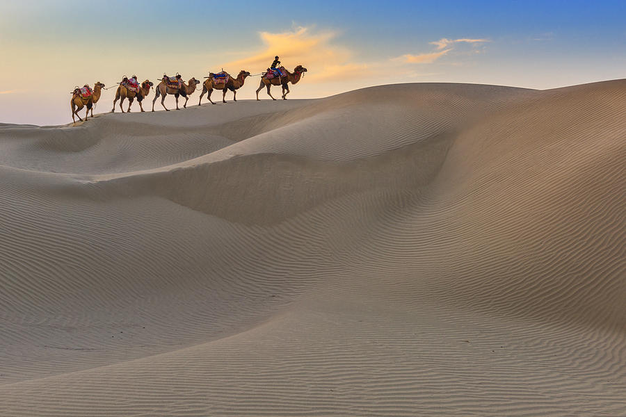 Camel Caravan Travel in Dessert Photograph by Ratnakorn Piyasirisorost