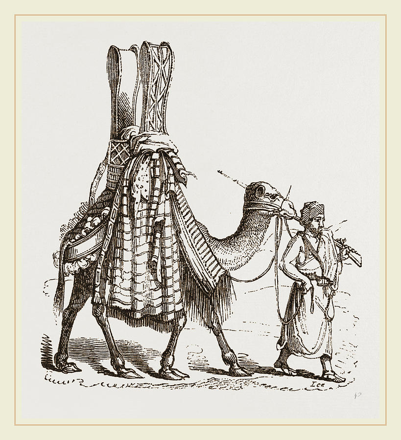 Camel Carrying A Bride Drawing by Litz Collection - Fine Art America