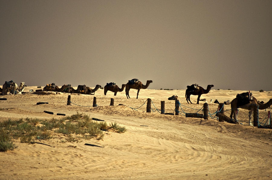 Camel Pyrography - Camel chain by Dragomir Chavdarov