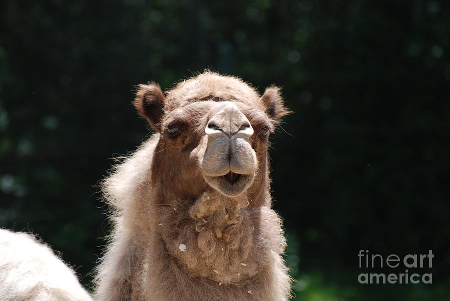 Camel Photograph by DejaVu Designs