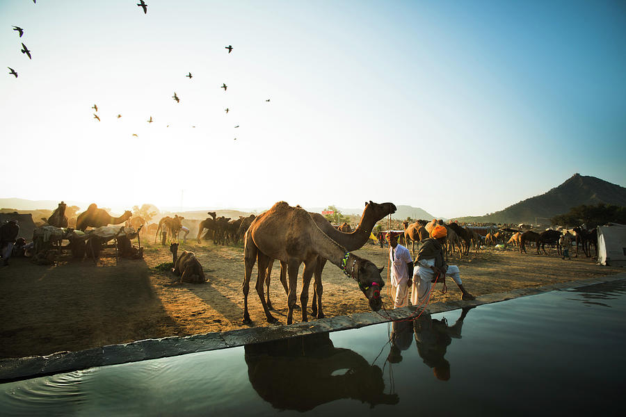 Camel Drinking Water From A Trough by Exotica.im