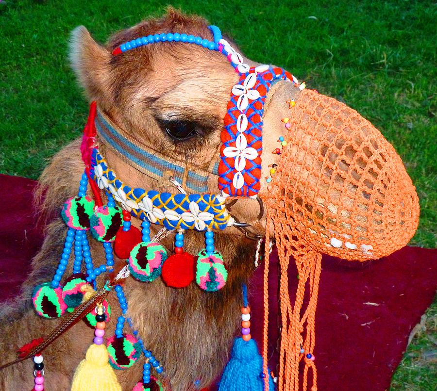 Camel Fashion Photograph by Julia Ivanovna Willhite