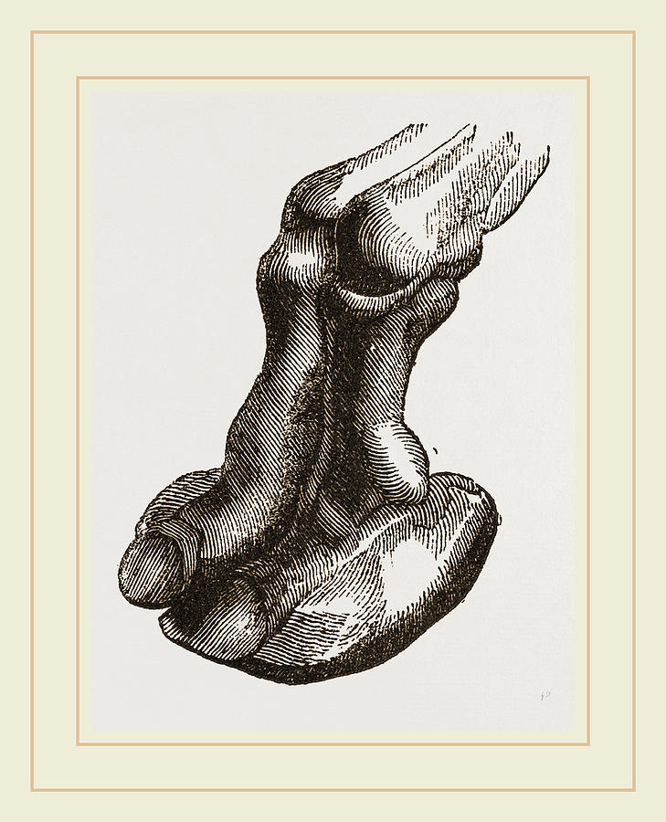Camel foot