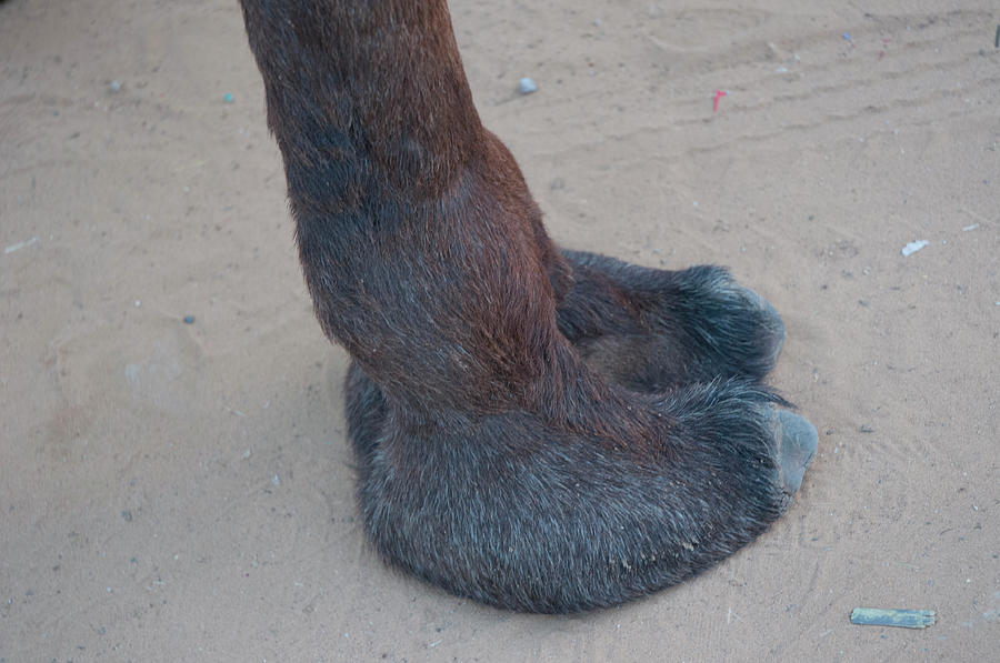 Animal Photograph - Camel Foot, Pushkar, Rajasthan, India by Inger Hogstrom