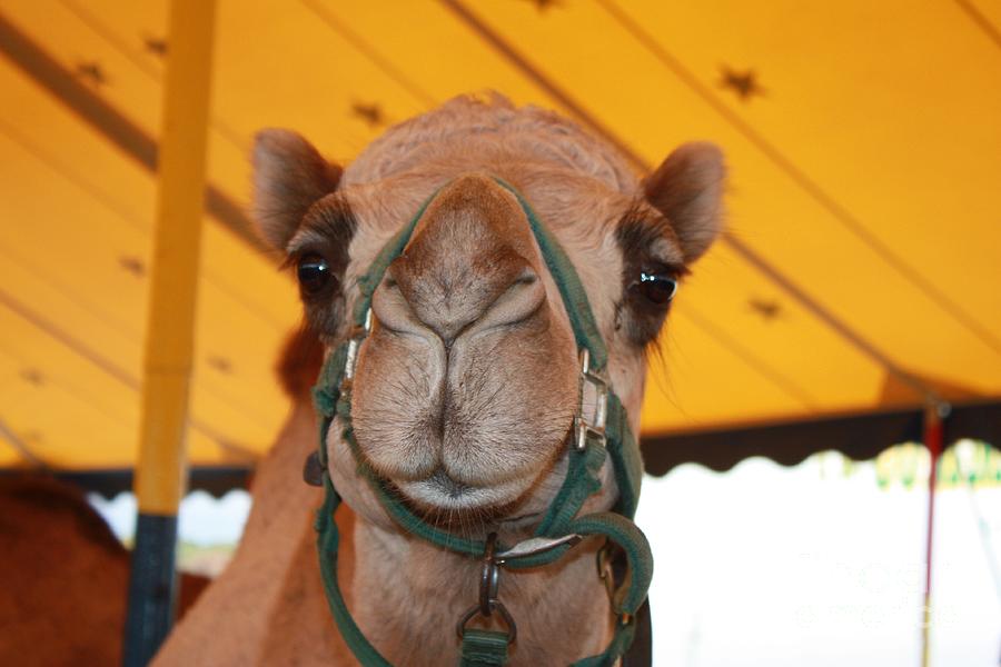 Camel Headshot Photograph by John Telfer
