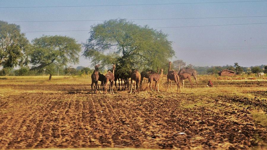 Camel Photograph - Camel Herd - Omkareshwar India by Kim Bemis