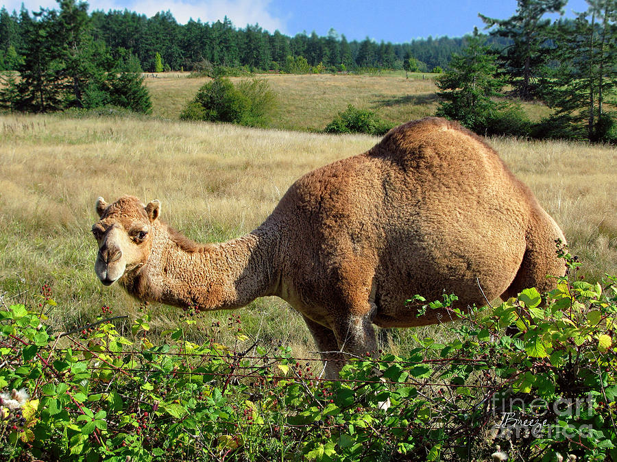 Camel in the Berry Bush Photograph by Jennie Breeze
