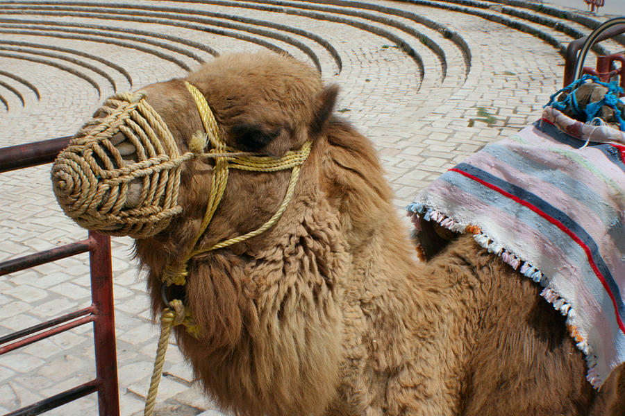 Camel Photograph by Jon Emery