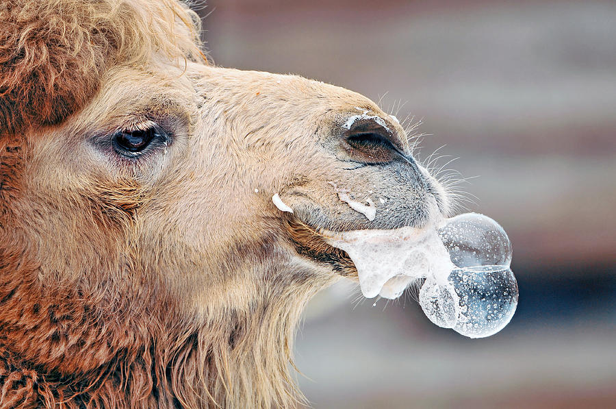 Camel making bubbles Photograph by Picture by Tambako the Jaguar