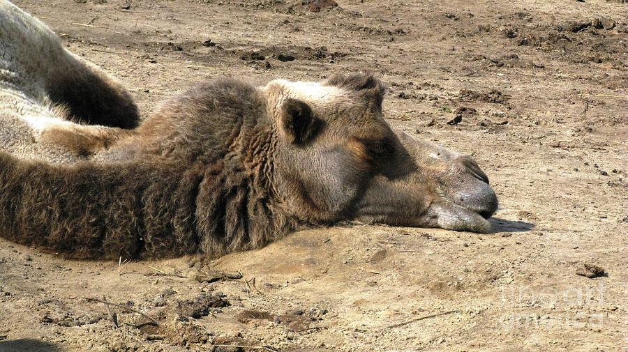 Wildlife Photograph - Camel Nap by Ausra Huntington nee Paulauskaite