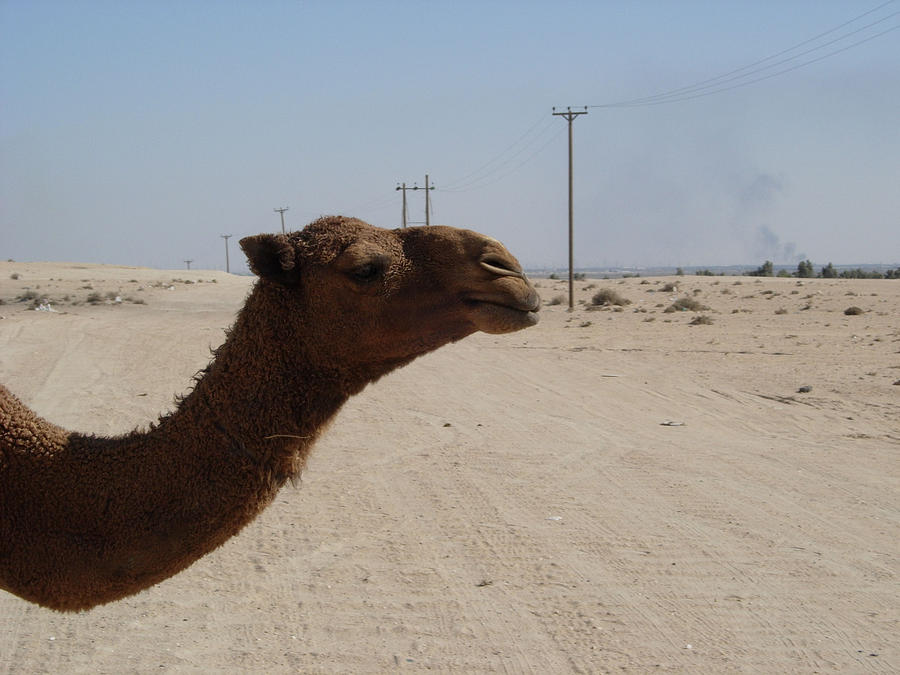 Camel Neck Photograph by Randy King - Pixels