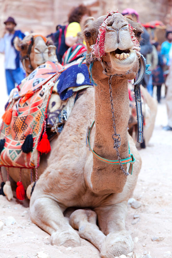 Camel of Petra Photograph by Alexey Stiop