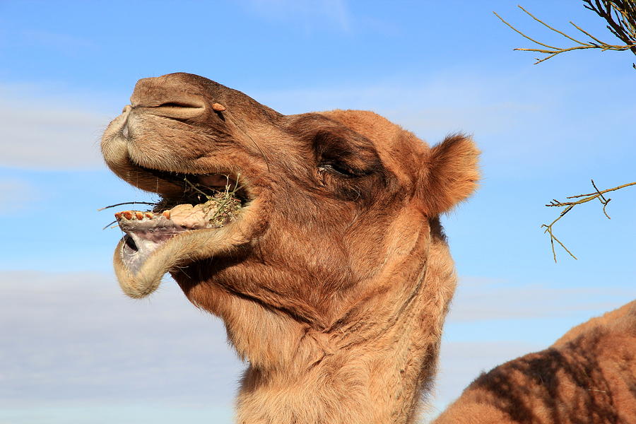 Camel Portrait 7 Photograph By Philip Hartnett Fine Art America