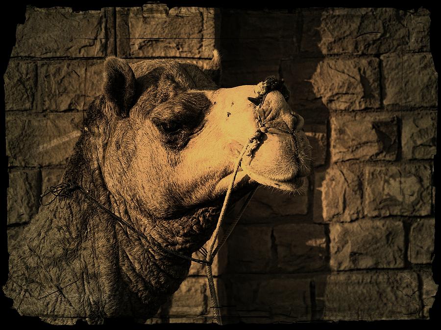 Camel Portrait Desert India Jaisalmer Photograph by Sue Jacobi