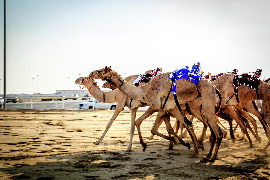 Camel Racing With Robots Photograph by Omar Chatriwala