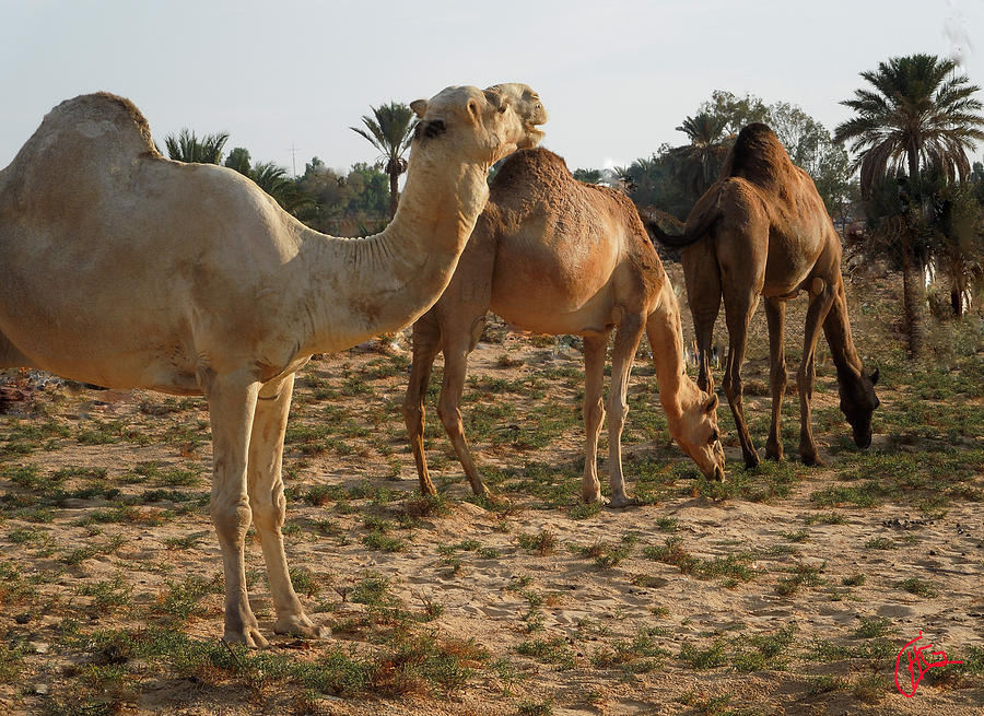 Camel Rest Joy Sinai Egypt Photograph by Colette V Hera Guggenheim