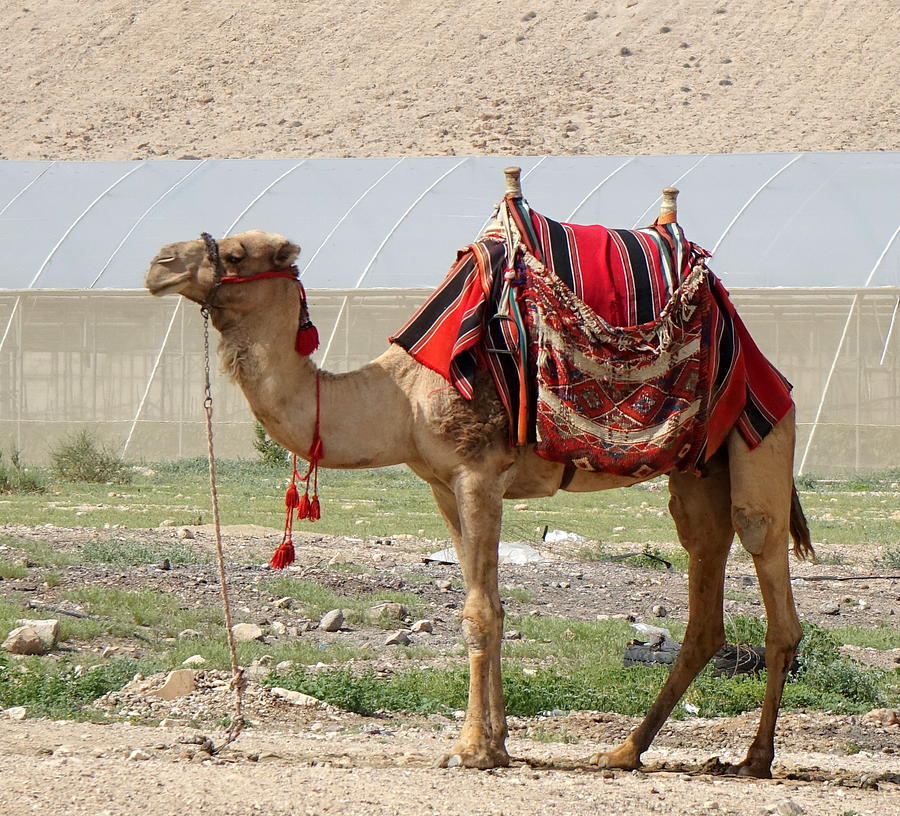 Camel  Photograph by Rita Adams