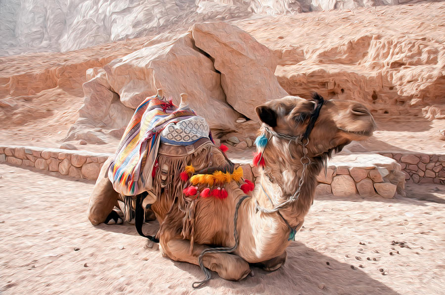 Camel Taxi Digital Art by Roy Pedersen