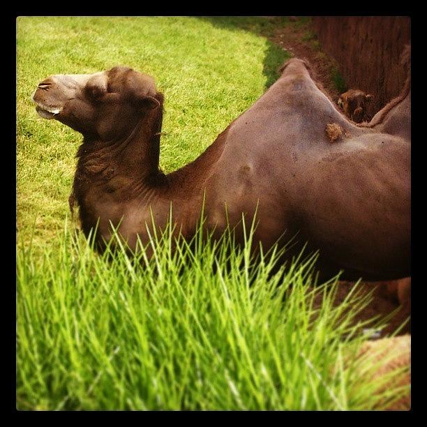 Summer Photograph - #camel #summer #zoo #stl #stlouis by Brittany Brakefield