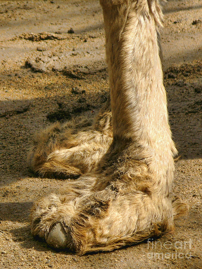 Camel Toes Photograph by Jennie Breeze