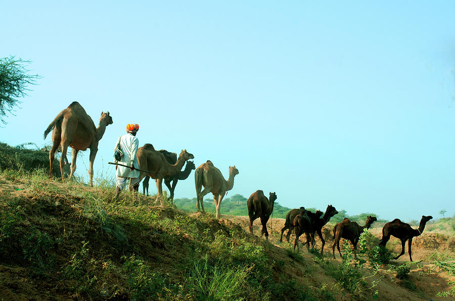 Camel Trail At Pushkar Cattle Fair Photograph by India Photography