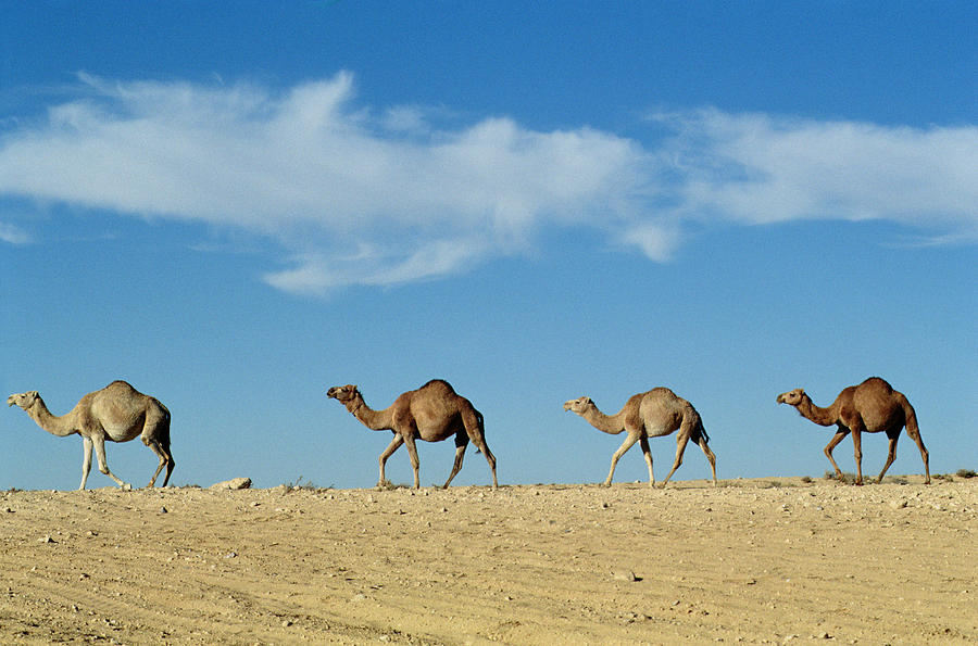 Landscape Photograph - Camel train by Anonymous